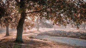 Lever de soleil brumeux derrière les arbres le long du sentier près de Hatertse Vennen