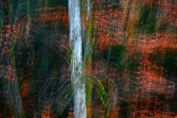 MÄRCHENWALD 4 von Miroslav Ptacek