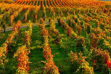 Druiven in een wijnveld bij de Pacheca wijnplantage aan de douro rivier in Portugal van Ivo de Rooij