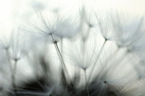 Soft