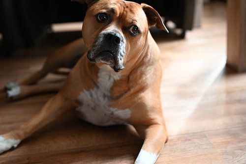 Brauner Stafford-Hund auf dem Boden im Haus liegend