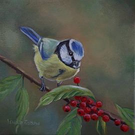 Mésange bleue sur Ineke Zeeuw