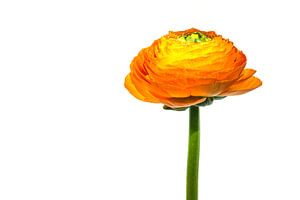 Ranunculus (Ranunculus asiaticus) mit weißem Hintergrund