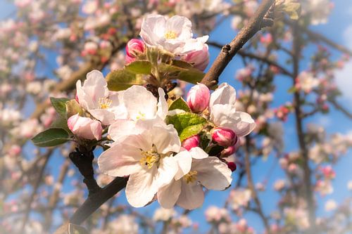 Bloesems en knoppen van de appelboom