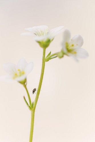 De petits bonheurs parmi les petites fleurs blanches