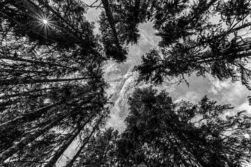 Reuzen in het bos(zwart wit) van Richard Driessen