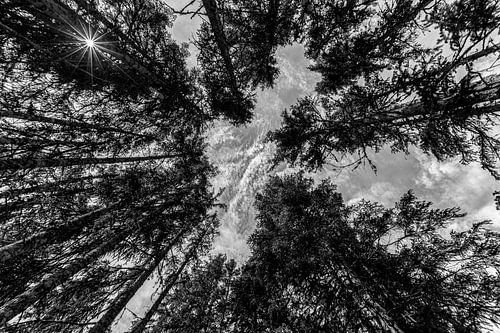 Reuzen in het bos(zwart wit)