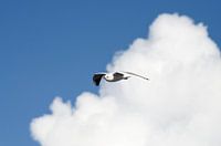 Meeuw in de wolken