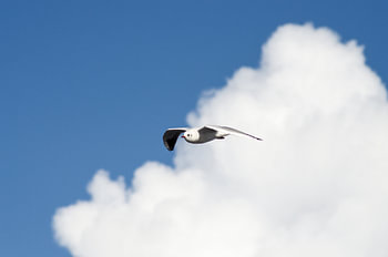 Meeuw in de wolken