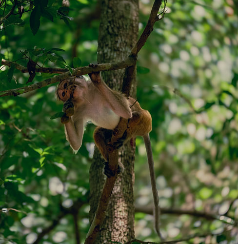 Petit singe dans les arbres