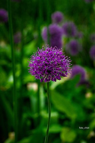 Paars van Machiel Stierman