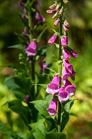 Foxglove