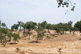 Korkeichen im Alentejo