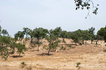 Kurkbomen in Alentejo