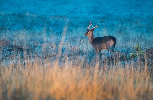 Damhert in het vroege ochtendlicht