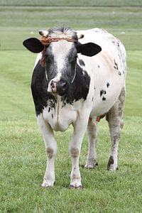 Cow sur Menno Schaefer