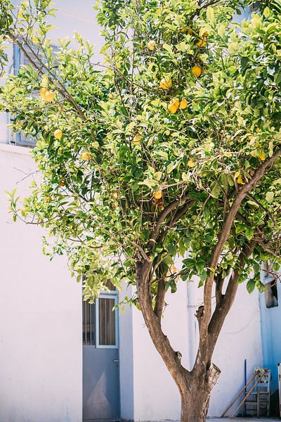Citron en Grèce par Patrycja Polechonska