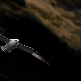 Noordse stormvogel (IJsland) van Marcel Antons