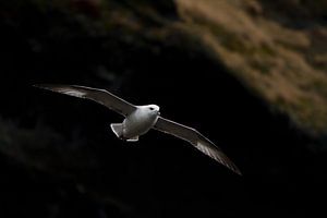 Noordse stormvogel (IJsland) van Marcel Antons
