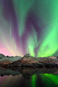 Nordlichter, Polarlicht oder Aurora Borealis im nächtlichen Himmel über den Lofoten Inseln in Nord-N