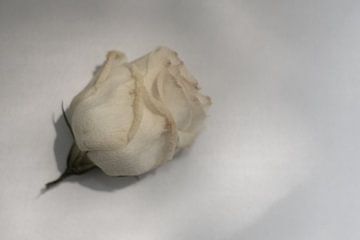 Rozen - De late jaren van Juergen Pichler Fotografie