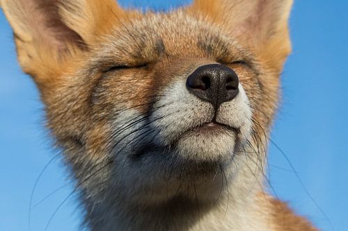 Un renard au soleil