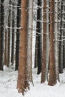 Schneebedeckte Bäume