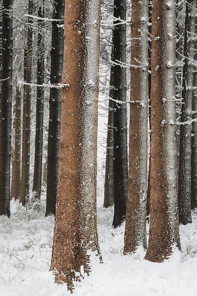 Snow-covered trees by Erik Lei