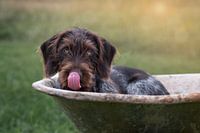 Duitse Draadhaar Puppy
