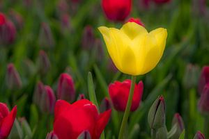 Gele tulp sur Moetwil en van Dijk - Fotografie