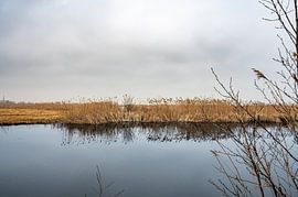 Reflexionen des Schilfs von Kees Westdijk