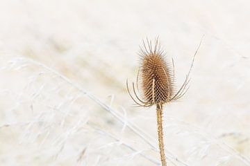Sfeervol natuurbeeld van bruine distel in beige riet van Sander Groffen