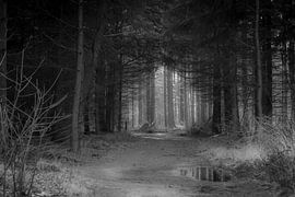 Secretive vista in the forest by Ans Bastiaanssen