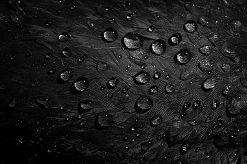 La goutte comme loupe. sur Anneke Hooijer