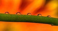 Gerbera reflected by Gea Gaetani d'Aragona thumbnail