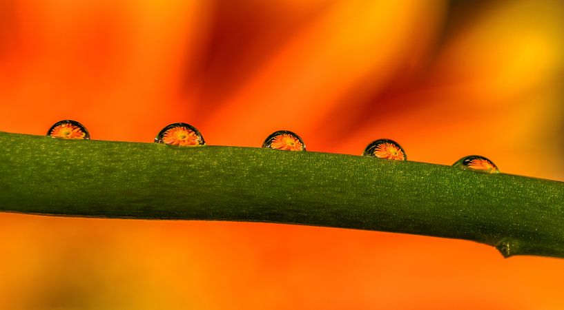 Gerbera reflected by Gea Gaetani d'Aragona