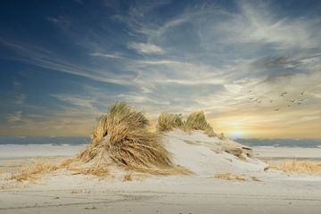 Nieuwe duinvorming op het strand van Ameland.