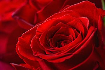 Close-up van mooie rode rozen van Chihong