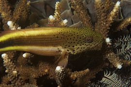 Vis rust op hard koraal by M&M Roding