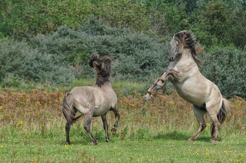 vechtende paarden by Tilly Meijer