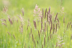 Blühende Gräser auf einer Wiese