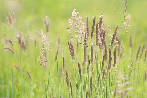 Bloeiende grassen in een weide
