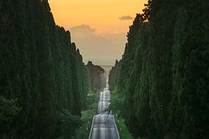 Die Straße Viale di Bolgheri
