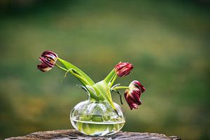Stilleven met tulpen op glazen vaasje.