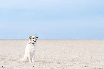 Hund wartet am Strand von MdeJong Fotografie