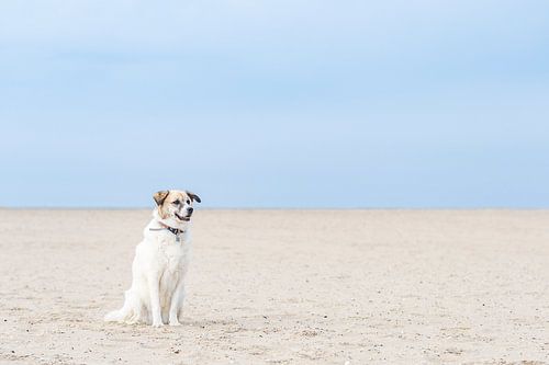 Hond wachtend op het strand