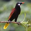 Oiseaux du Costa Rica : Oropendola de Montezuma sur Rini Kools