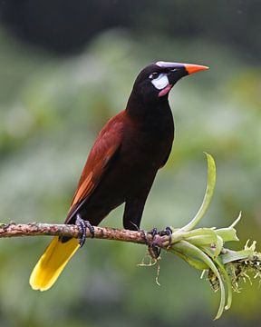 Vögel in Costa Rica: Montezuma-Stirnvogel von Rini Kools