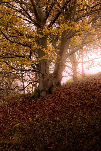 Matinée d'automne dans le hêtre