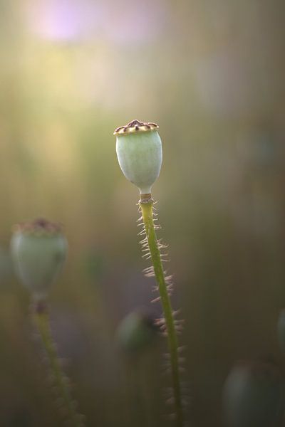 Mohnblumen Knospe by Markus Wegner